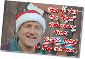 Photo of Fallowfield Christmas Tree Farm owner, Kenyy Stuyt, whcih links to a short article on "How to choose the 'right' Christmas Tree"
